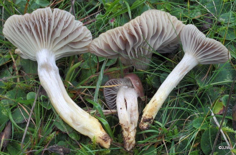 Hygrocybe flavipes